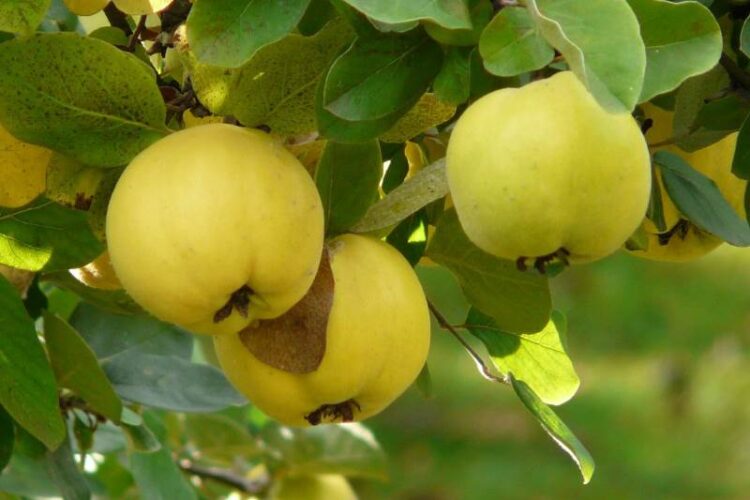 DUNJA: Doznajte kako vam ovo voće može ublažiti kašalj i stomačne tegobe
