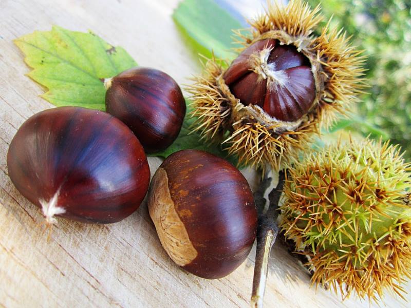 KESTEN: Ljekovita jesenska poslastica, jedini orašasti plod koji sadrži vitamin C